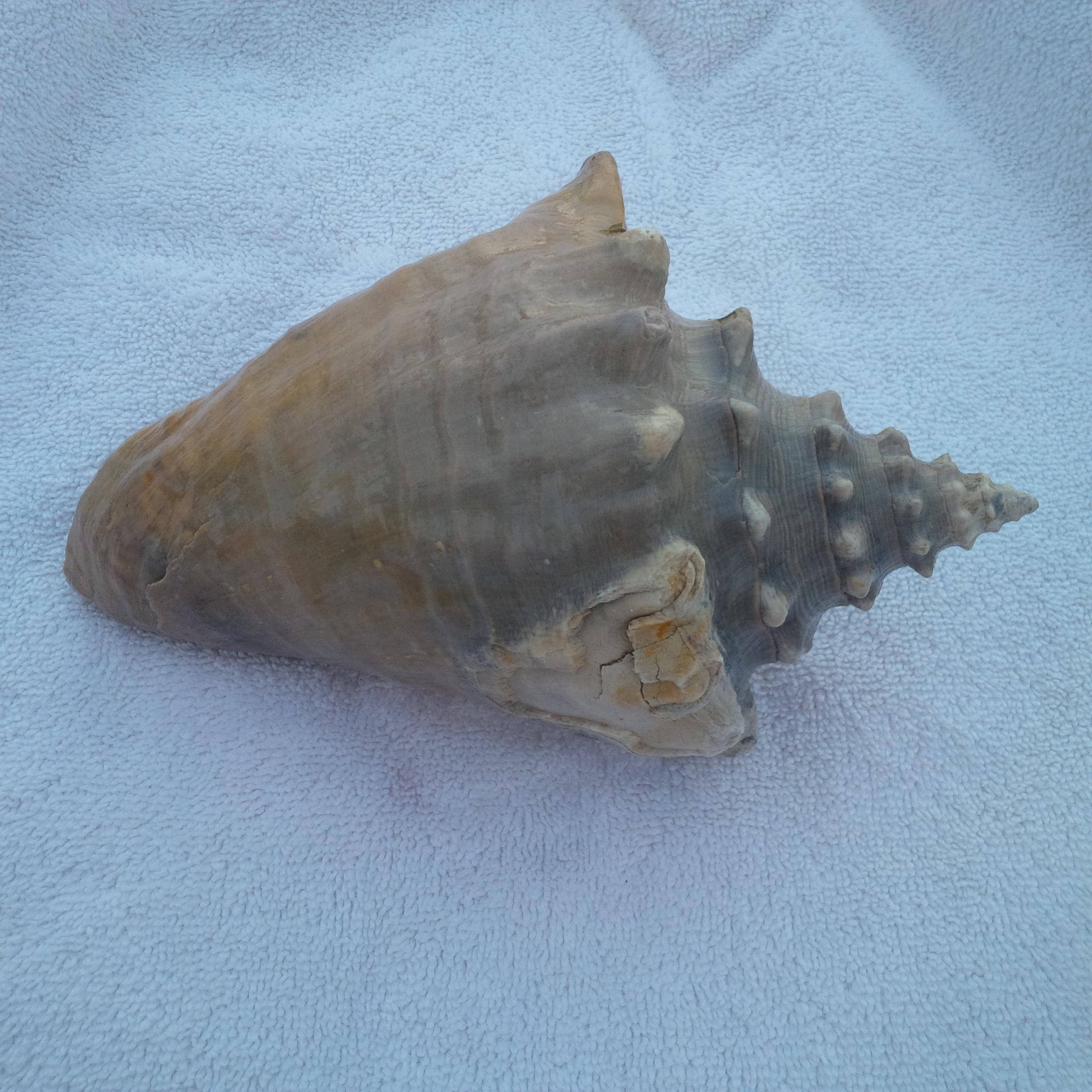 New     Conch shell 9x5x4 inches aquarium decoration with...