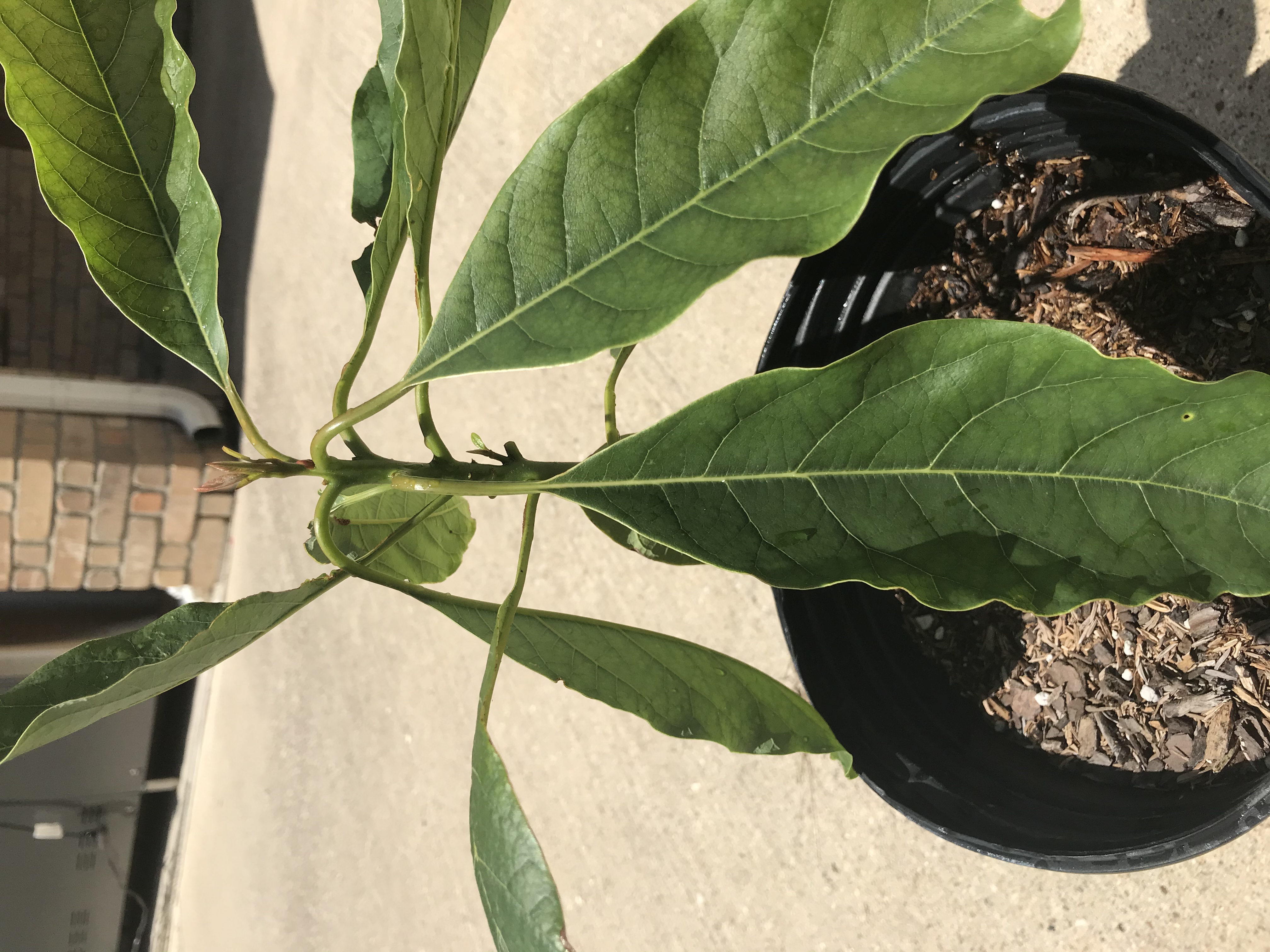 New     10” Avocado Plant