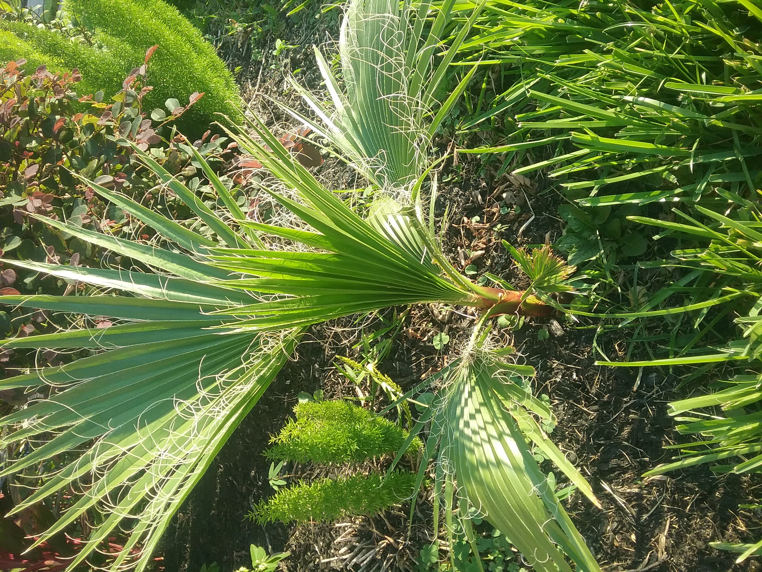 New     20 Mexican Fan Palm Tree