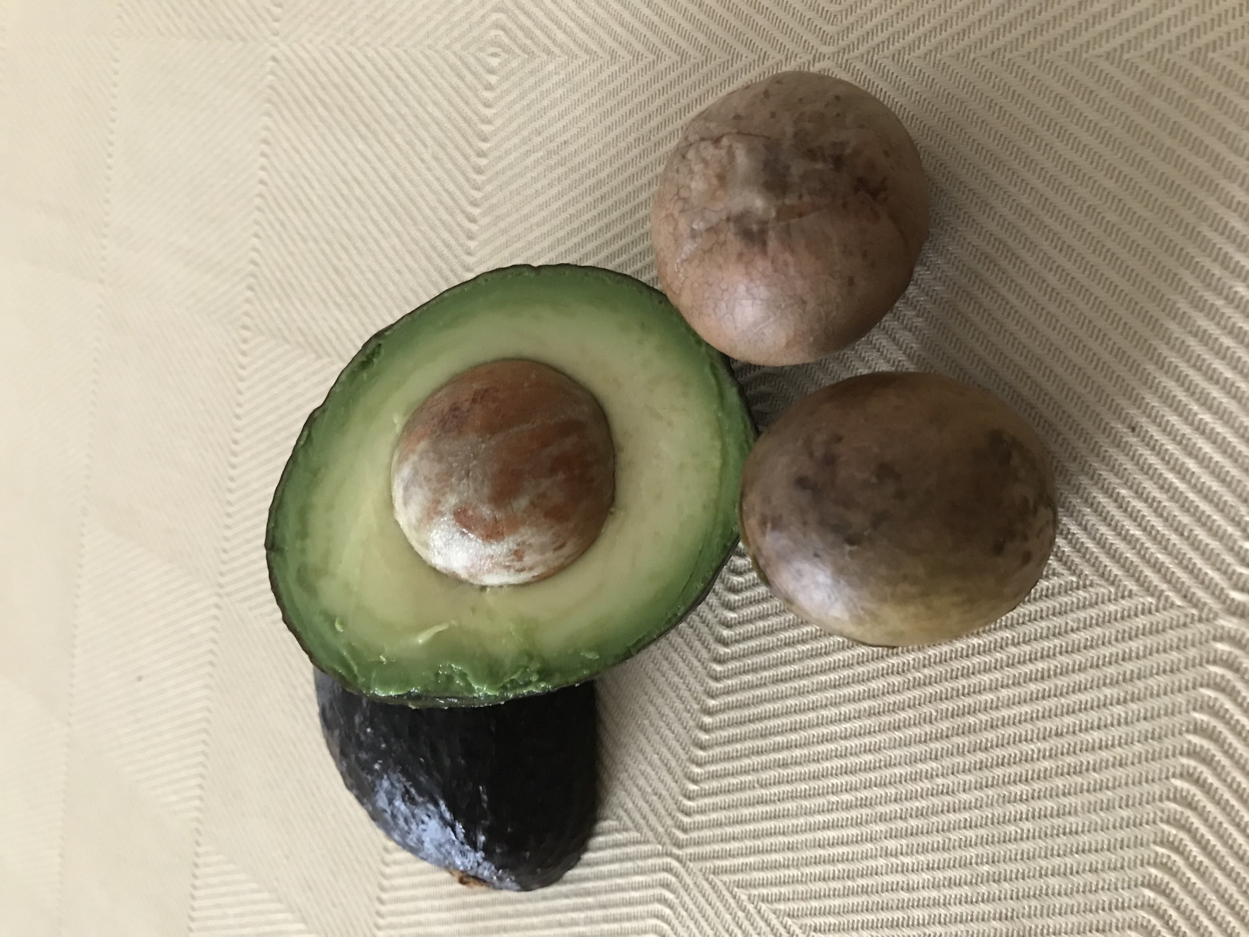 New     3 Hass Avocado Seeds