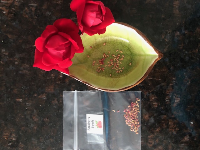 New     Christmas Present Idea-Red Raspberry Seeds 60CT