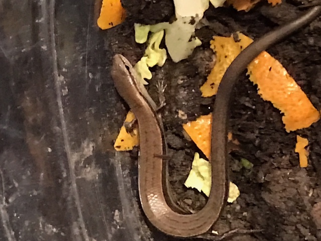 New     1 Live 3 Adult Dwarf Salamander