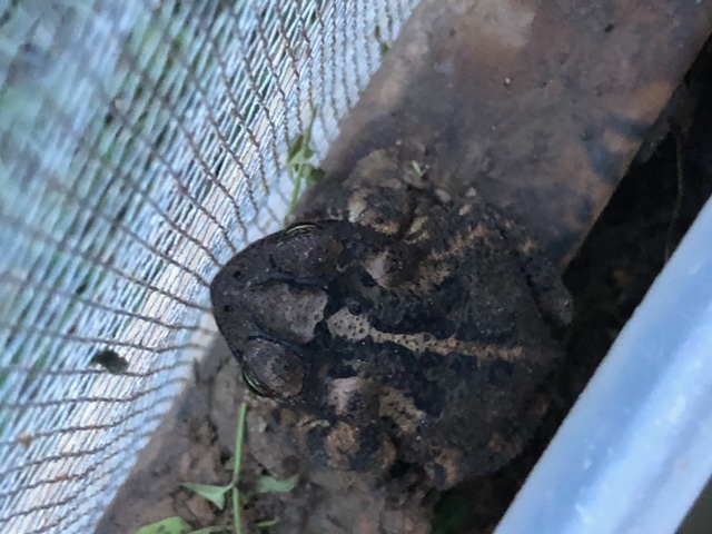 New     1 2 Live Pet Gulf Coast Toad ( Incilius valliceps...