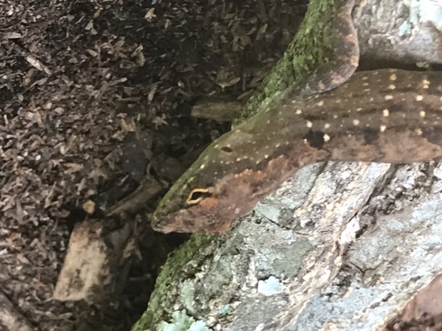 New     1 Live 4 (11 cm) Brown Anole Lizard