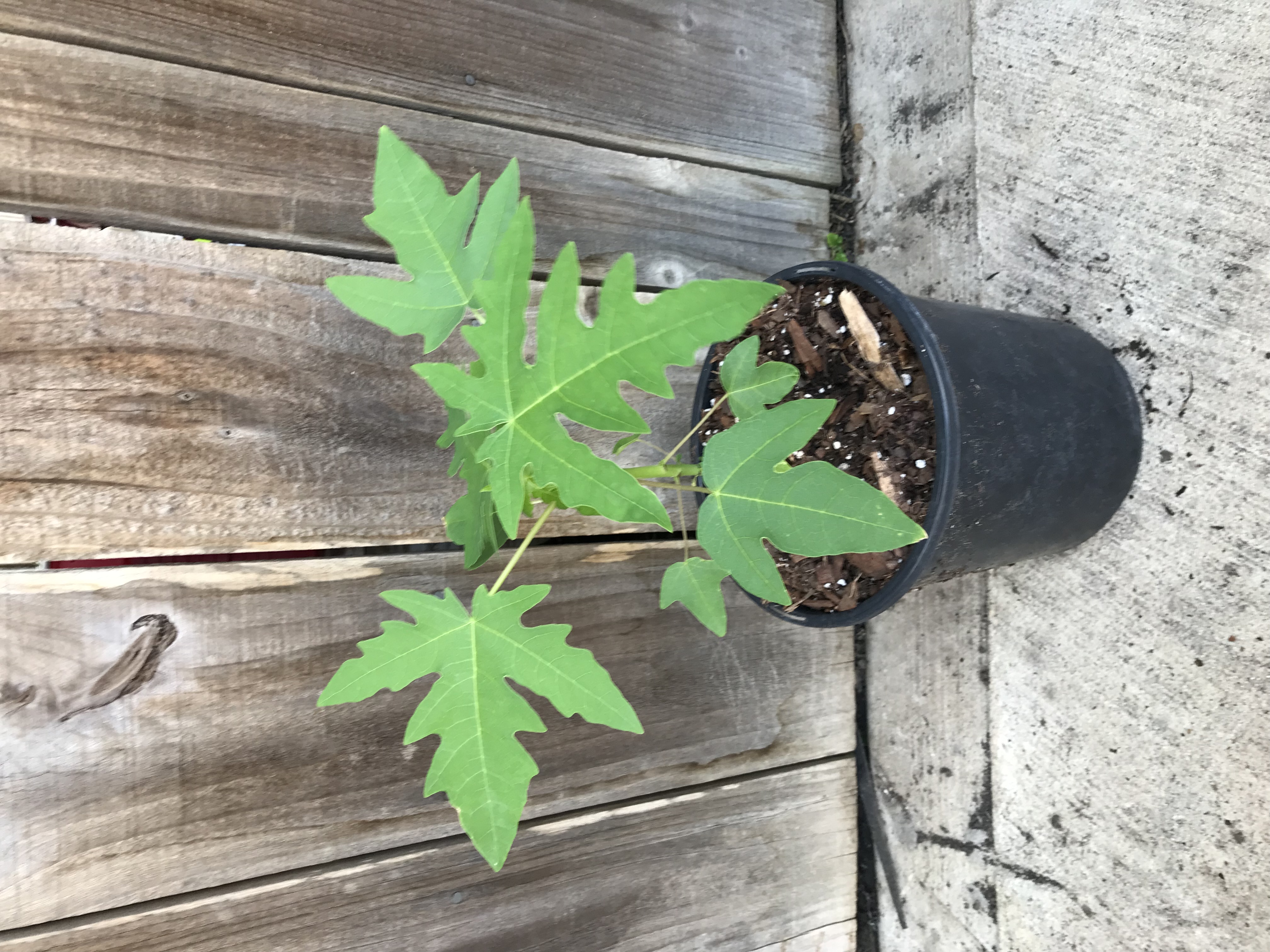 New     Papaya Seedling