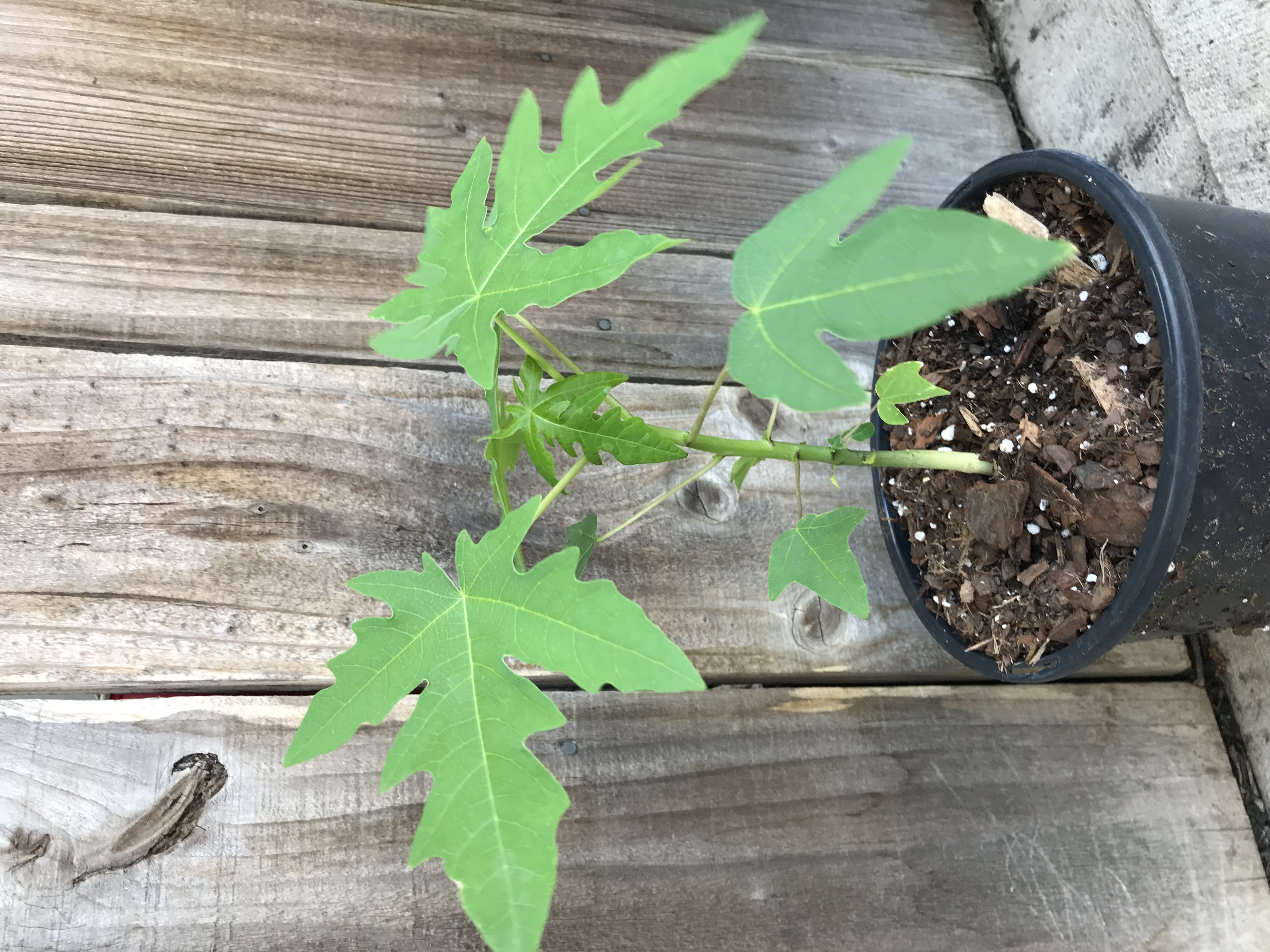 New     8” Tall Papaya Plant