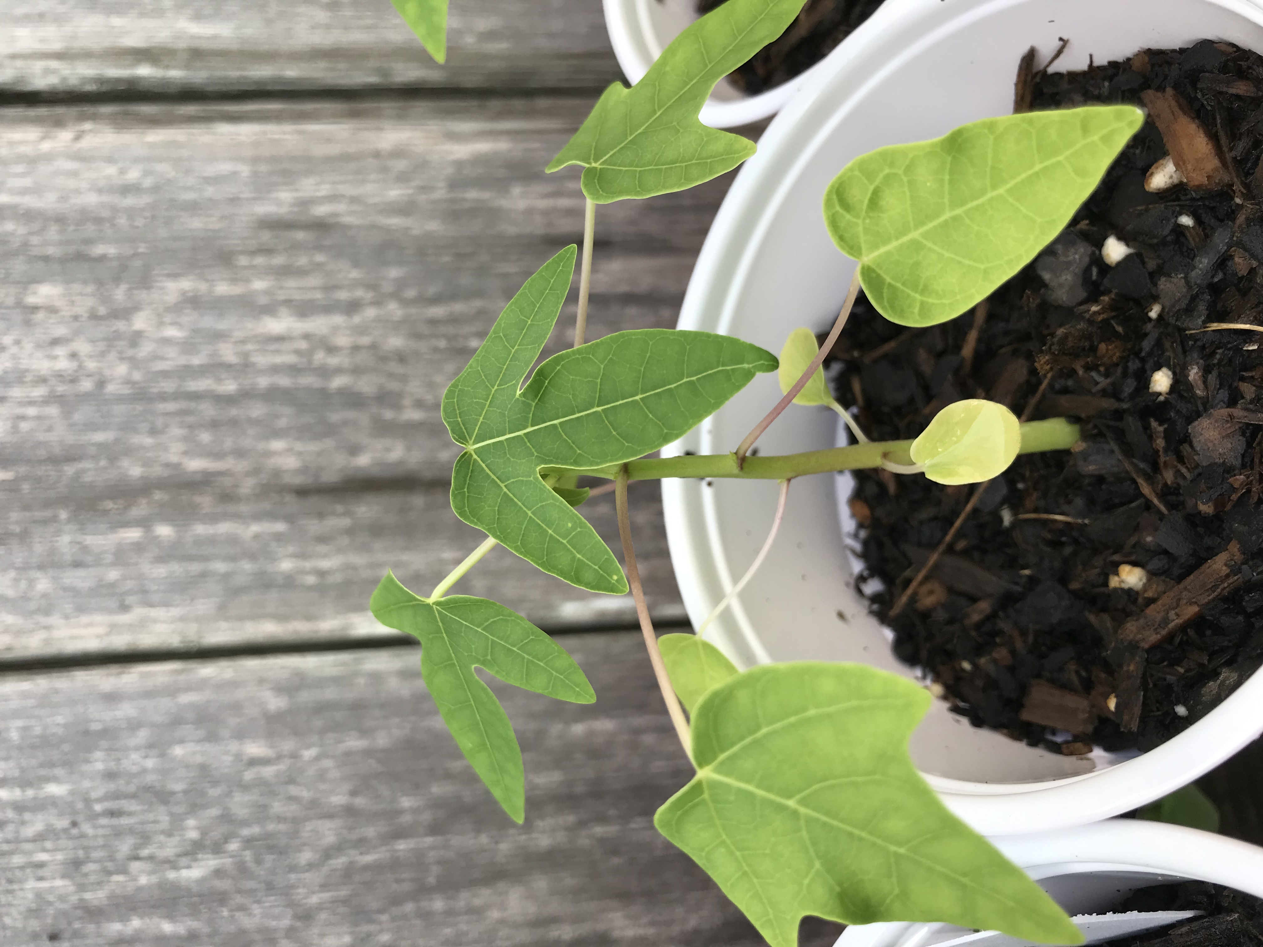 New     4” Tall Papaya Seedling