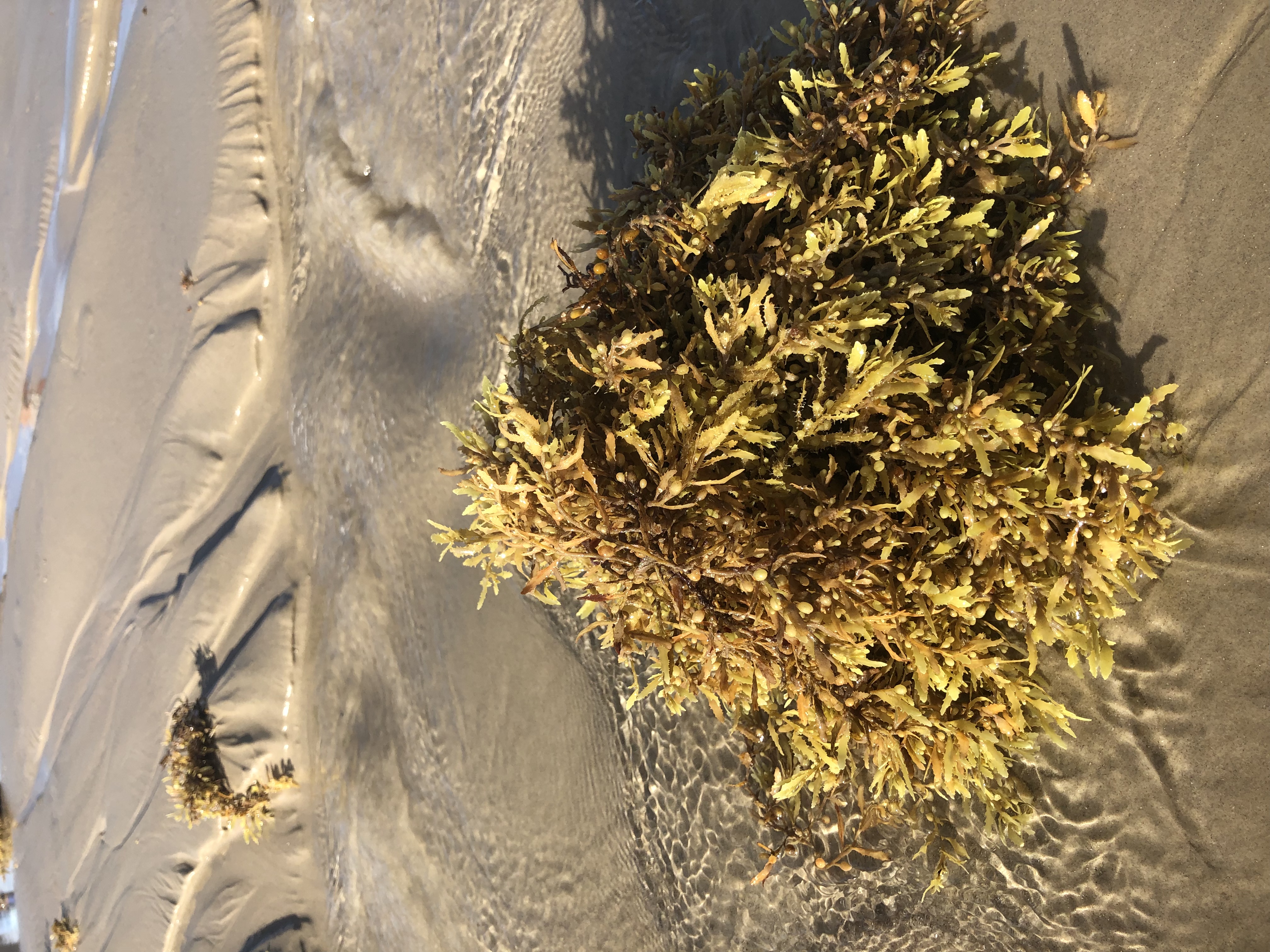 New     Real Saltwater Seaweed to Decorate Saltwater Aqua...