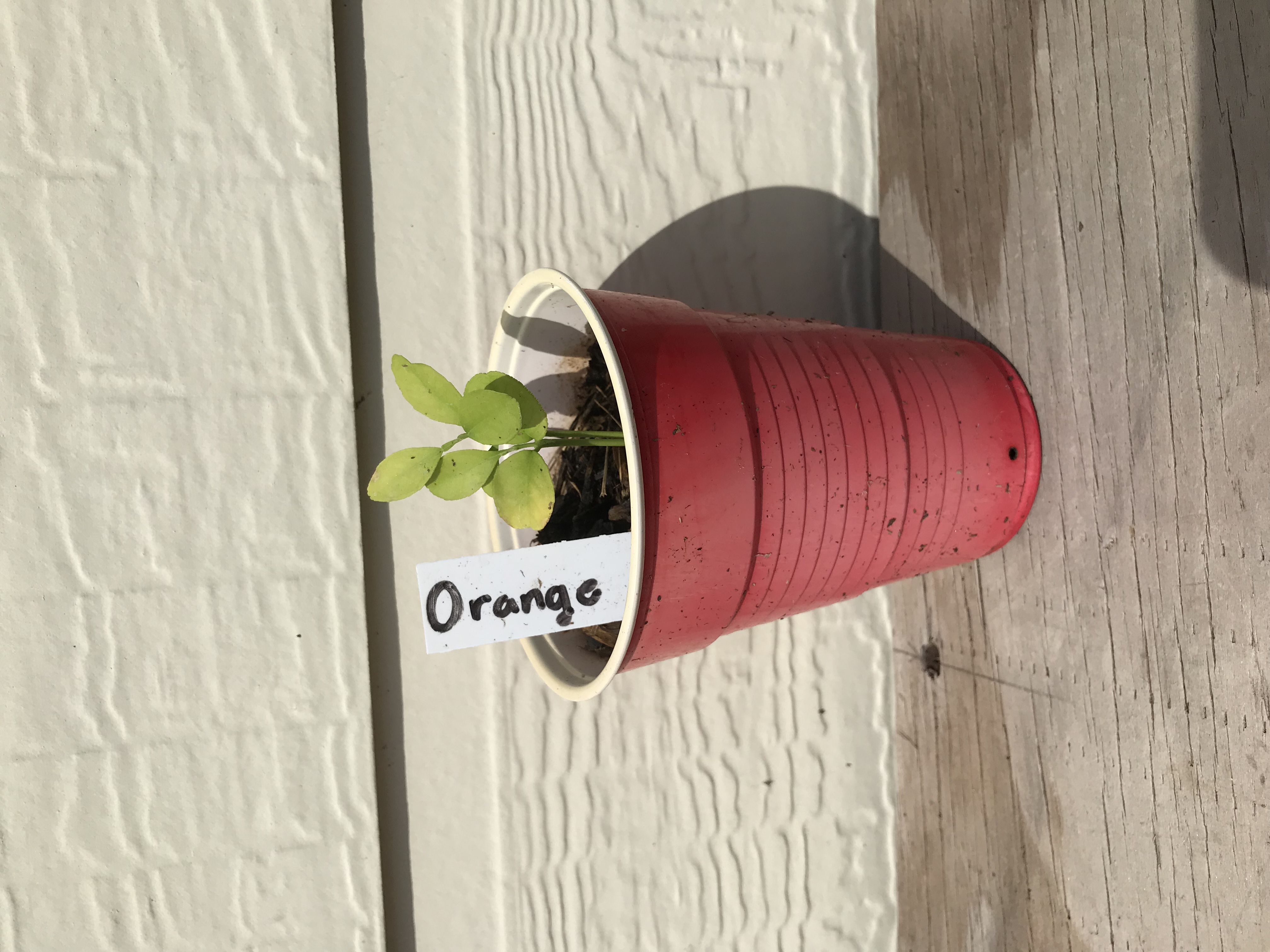 New     2.5” Tall Orange Tree Seedling