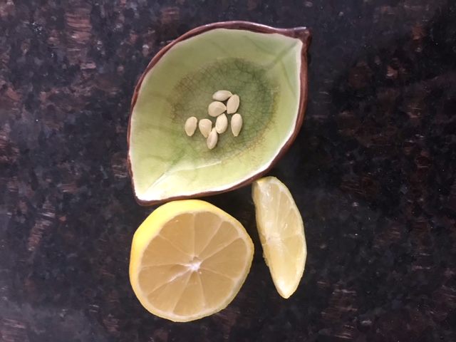 New     Eight Lemon Seeds (Unknown Species)