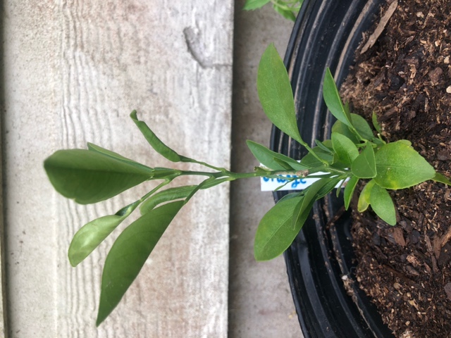 New     1 6.5 Navel Orange Seedling